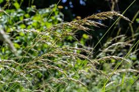 Attēlu rezultāti vaicājumam “Anthoxanthum odoratum flower”