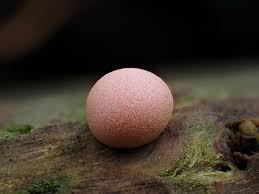 Attēlu rezultāti vaicājumam “Lycogala miserum macro”