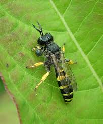 Attēlu rezultāti vaicājumam “Cribraria costata macro”