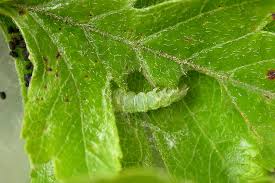 Attēlu rezultāti vaicājumam “Ypsolopha scabrella”