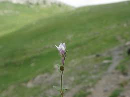 Attēlu rezultāti vaicājumam “Microrrhinum minus”
