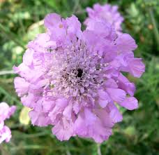 Image result for Scabiosa canescens