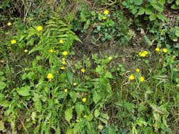 Attēlu rezultāti vaicājumam “Lapsana communis bud”