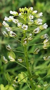 Attēlu rezultāti vaicājumam “Thlaspi arvense”