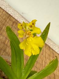 Attēlu rezultāti vaicājumam “Heyderia pusilla”