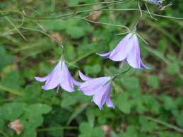 Attēlu rezultāti vaicājumam “Campanula rotundifolia leaf”