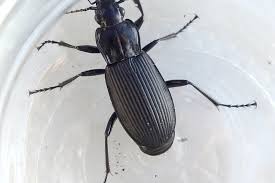 Attēlu rezultāti vaicājumam “Pterostichus niger”