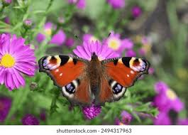 Attēlu rezultāti vaicājumam “Inachis io”