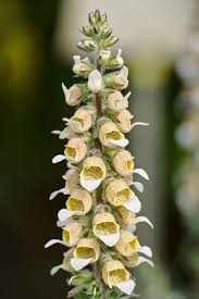 Image result for Digitalis lutea