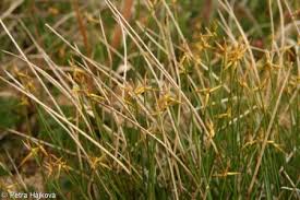 Attēlu rezultāti vaicājumam “Carex pauciflora”