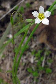 Attēlu rezultāti vaicājumam “Linum catharticum flower”