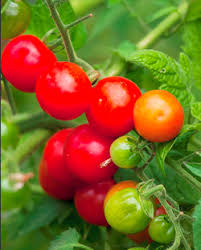 Afbeeldingsresultaat voor hawaiian white cherry tomato