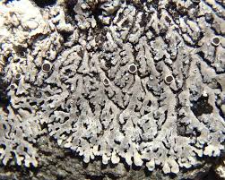 Attēlu rezultāti vaicājumam “Phaeophyscia orbicularis”