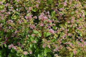 Attēlu rezultāti vaicājumam “Phedimus spurius flower”
