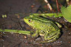 Attēlu rezultāti vaicājumam “Pelophylax”
