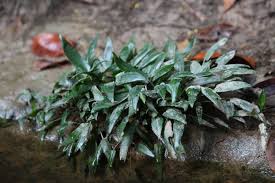 Attēlu rezultāti vaicājumam “Cribraria ferruginea”