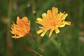 Attēlu rezultāti vaicājumam “Crepis tectorum flower”