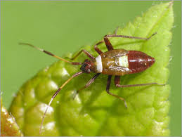 Attēlu rezultāti vaicājumam “Closterotomus biclavatus nymph”