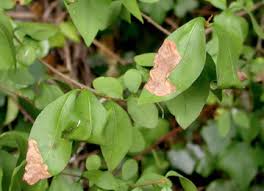Attēlu rezultāti vaicājumam “Gracillaria syringella larva”
