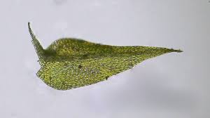 Attēlu rezultāti vaicājumam “Tritomaria exsecta macro”