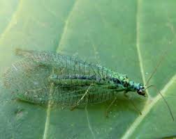 Attēlu rezultāti vaicājumam “Chrysopidae”