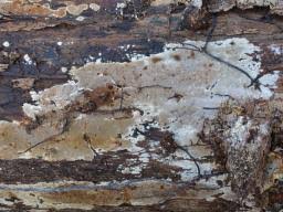 Attēlu rezultāti vaicājumam “Elmerina caryae”