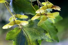 Attēlu rezultāti vaicājumam “Acer campestre fruit”