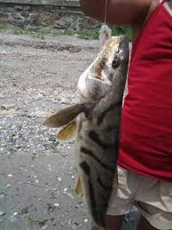 Image result for Microgadus tomcod