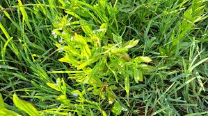 Attēlu rezultāti vaicājumam “Myosotis laxa subsp. baltica”