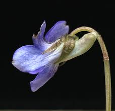 Attēlu rezultāti vaicājumam “Viola rupestris flower”