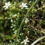 Attēlu rezultāti vaicājumam “Veronica scutellata fruit”