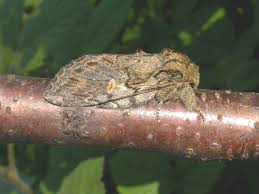 Attēlu rezultāti vaicājumam “Peridea anceps”