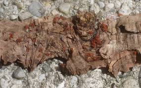 Attēlu rezultāti vaicājumam “Neonectria fuckeliana”