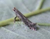 Attēlu rezultāti vaicājumam “Parornix anglicella”