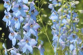 Image result for Rittersporn