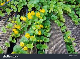 Attēlu rezultāti vaicājumam “Lysimachia nummularia flower”