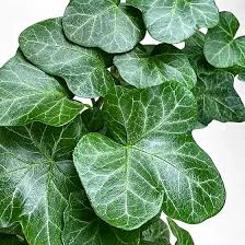 Attēlu rezultāti vaicājumam “Hedera helix  leaf”