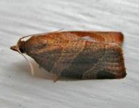 Attēlu rezultāti vaicājumam “Pandemis cinnamomeana female”