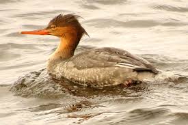 Attēlu rezultāti vaicājumam “Mergus merganser female”