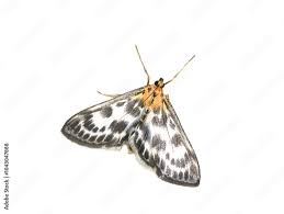 Attēlu rezultāti vaicājumam “Anania hortulata”