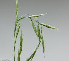 Attēlu rezultāti vaicājumam “Festuca rubra subsp. rubra”