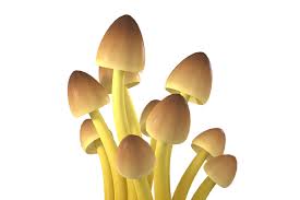 Attēlu rezultāti vaicājumam “Mycena renati”