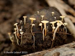 Attēlu rezultāti vaicājumam “Hymenoscyphus fructigenus”