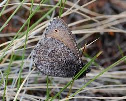 Attēlu rezultāti vaicājumam “Oeneis jutta”