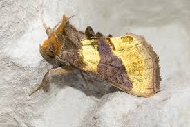 Attēlu rezultāti vaicājumam “Diachrysia tutti”