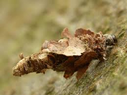 Attēlu rezultāti vaicājumam “Proutia betulina”