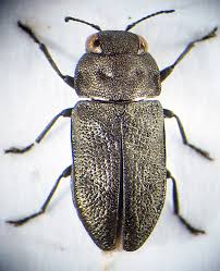 Attēlu rezultāti vaicājumam “Anthaxia quadripunctata”