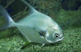 Image result for Trachinotus falcatus