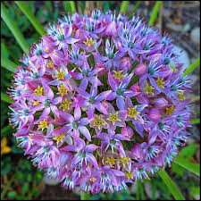 Attēlu rezultāti vaicājumam “Allium holandicum flower”