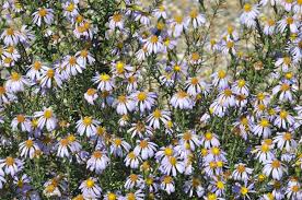 Attēlu rezultāti vaicājumam “Lycogala cf. oleocrystalliferum”